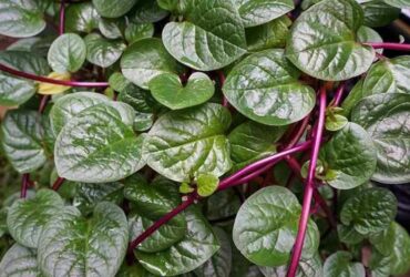 10 Khasiat Daun Binahong untuk Kesehatan yang Mungkin Belum Anda Ketahui