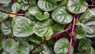 10 Khasiat Daun Binahong untuk Kesehatan yang Mungkin Belum Anda Ketahui