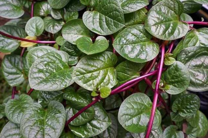 10-khasiat-daun-binahong-untuk-kesehatan-yang-mungkin-belum-anda-ketahui 10 Khasiat Daun Binahong untuk Kesehatan yang Mungkin Belum Anda Ketahui