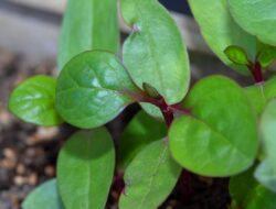 Ampuh Obati Borok Cara Mengolah Daun Binahong untuk Mengobati Luka Borok