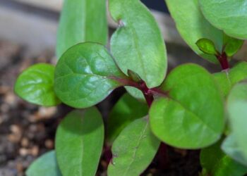 Ampuh Obati Borok Cara Mengolah Daun Binahong untuk Mengobati Luka Borok
