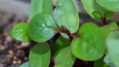 Ampuh Obati Borok Cara Mengolah Daun Binahong untuk Mengobati Luka Borok