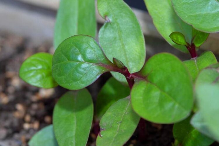 Ampuh Obati Borok Cara Mengolah Daun Binahong untuk Mengobati Luka Borok