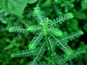 Herbal Alami Kaya Manfaat 6 Khasiat Daun Meniran untuk Kesehatan yang Belum Anda Ketahui