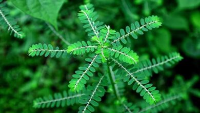 Herbal Alami Kaya Manfaat 6 Khasiat Daun Meniran untuk Kesehatan yang Belum Anda Ketahui