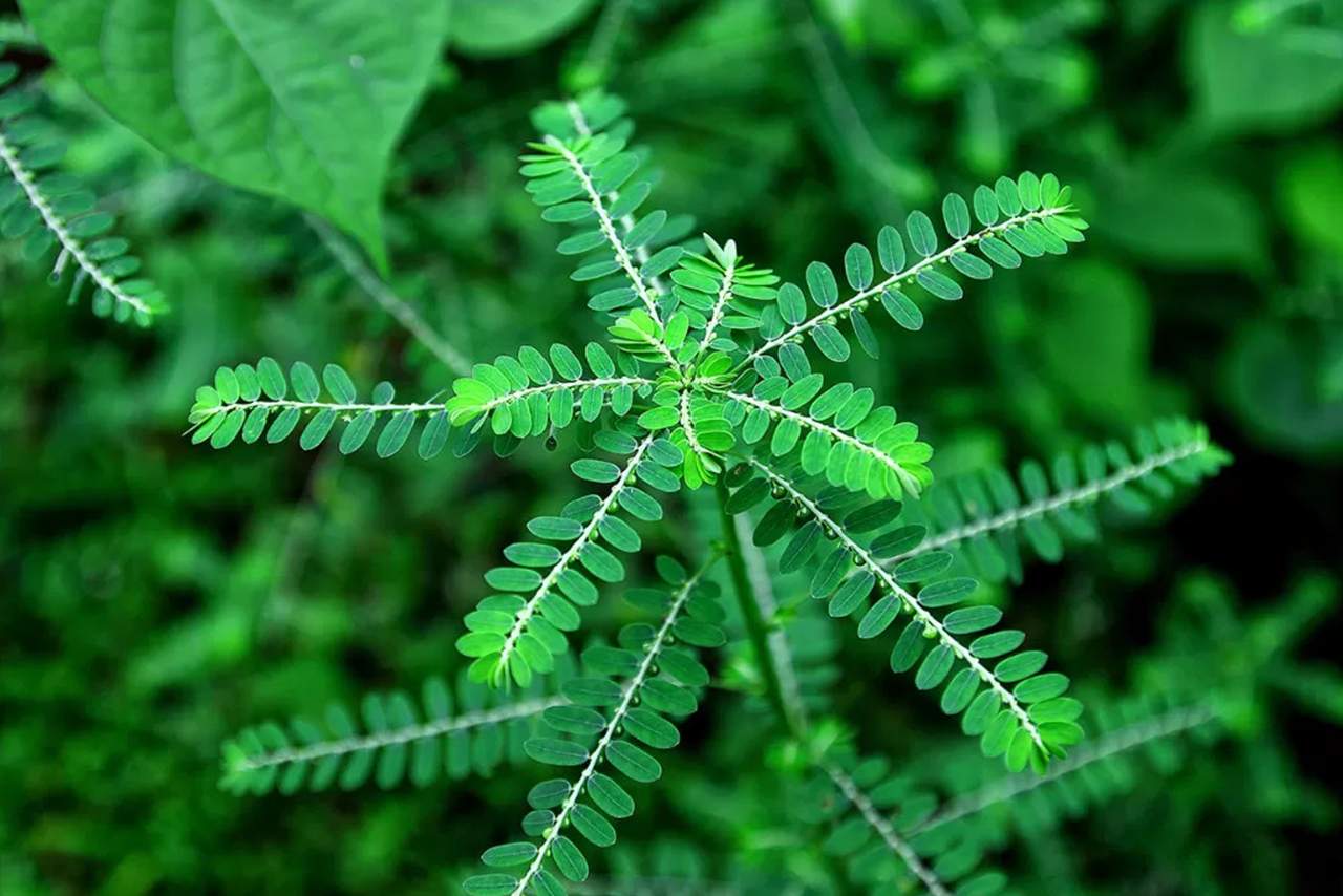 Herbal Alami Kaya Manfaat 6 Khasiat Daun Meniran untuk Kesehatan yang Belum Anda Ketahui