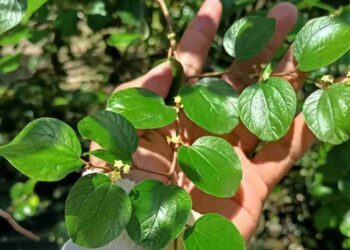 Hipertensi Kolesterol Turun 7 Keampuhan Daun Bidara untuk Kesehatan