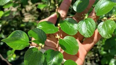 Hipertensi Kolesterol Turun 7 Keampuhan Daun Bidara untuk Kesehatan