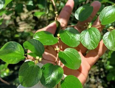 Hipertensi Kolesterol Turun 7 Keampuhan Daun Bidara untuk Kesehatan