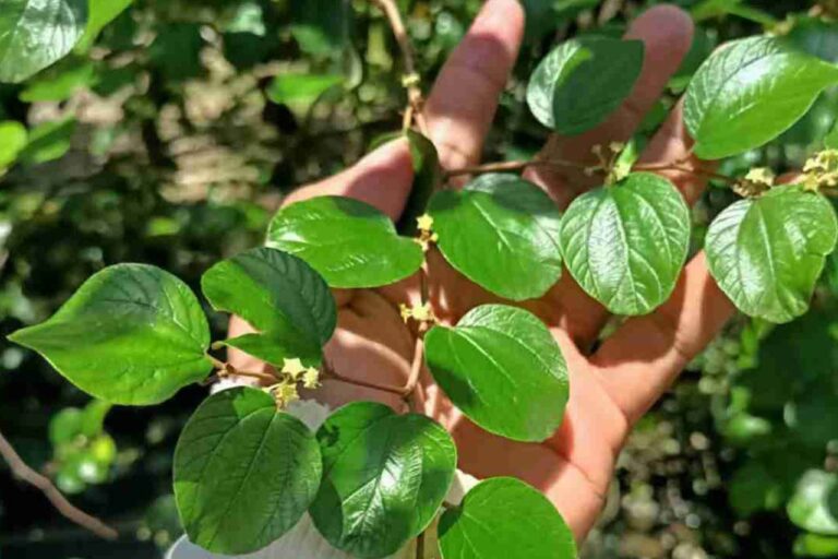 Hipertensi Kolesterol Turun 7 Keampuhan Daun Bidara untuk Kesehatan