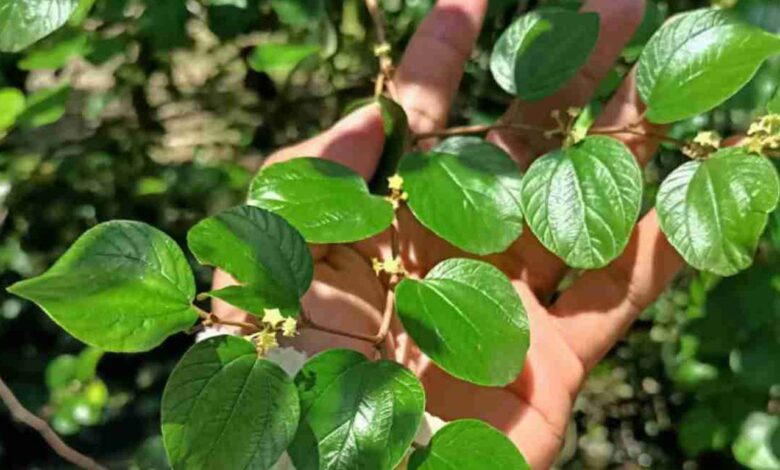 Hipertensi Kolesterol Turun 7 Keampuhan Daun Bidara untuk Kesehatan