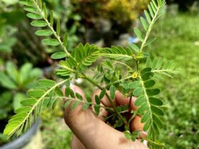 Mudah Ditemukan 10 Jenis Daun yang Bermanfaat untuk Kesehatan Tubuh