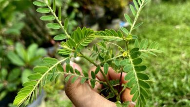 Mudah Ditemukan 10 Jenis Daun yang Bermanfaat untuk Kesehatan Tubuh