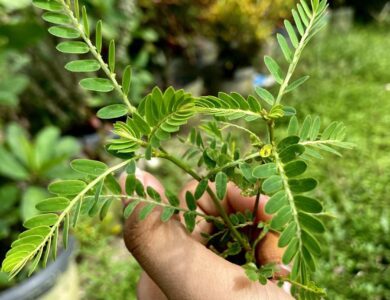 Mudah Ditemukan 10 Jenis Daun yang Bermanfaat untuk Kesehatan Tubuh