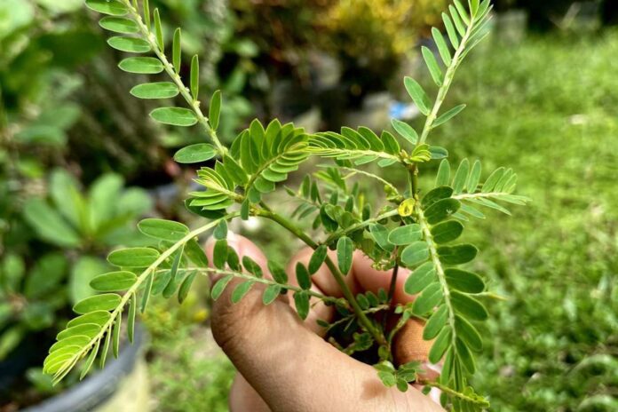 Mudah Ditemukan 10 Jenis Daun yang Bermanfaat untuk Kesehatan Tubuh