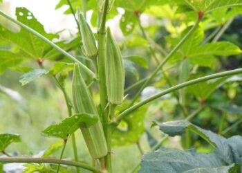 Berbagai Jenis Buah Okra dan Kualitasnya: Tanaman yang Sedang Diburu Pasar Global