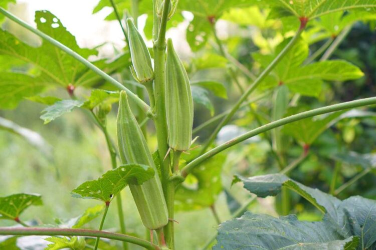 Berbagai Jenis Buah Okra dan Kualitasnya: Tanaman yang Sedang Diburu Pasar Global