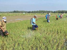 Beri Pelayanan Prima Untuk Petani DP4 Blora Siap Tanggap Cepat Atasi Masalah Pertanian
