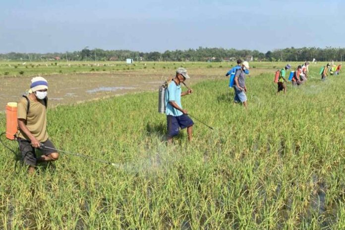 Beri Pelayanan Prima Untuk Petani DP4 Blora Siap Tanggap Cepat Atasi Masalah Pertanian