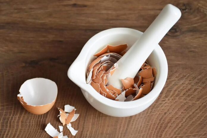bikin-wajah-awet-muda-khasiat-kulit-telur-untuk-kecantikan-dan-tips-memanfaatkannya Bikin Wajah Awet Muda Khasiat Kulit Telur Untuk Kecantikan dan Tips Memanfaatkannya