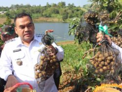 Cuan Besar Petani Blora Raup Miliaran dari Panen Kelengkeng