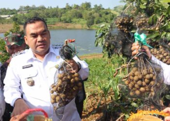 Cuan Besar Petani Blora Raup Miliaran dari Panen Kelengkeng