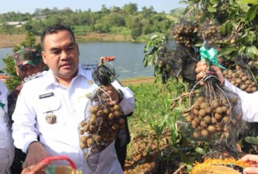 Cuan Besar Petani Blora Raup Miliaran dari Panen Kelengkeng