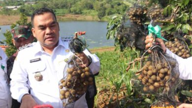 Cuan Besar Petani Blora Raup Miliaran dari Panen Kelengkeng