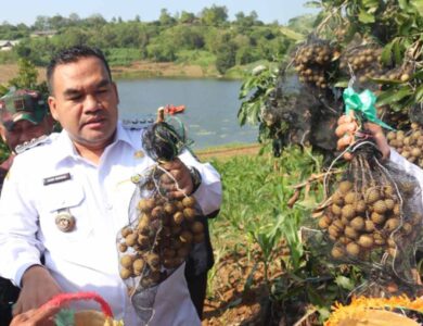 Cuan Besar Petani Blora Raup Miliaran dari Panen Kelengkeng
