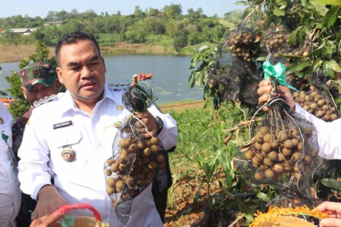 Cuan Besar Petani Blora Raup Miliaran dari Panen Kelengkeng
