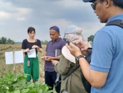 Diam-diam Dilirik Jepang Tanaman Okra Blora Tembus Pasar Internasional