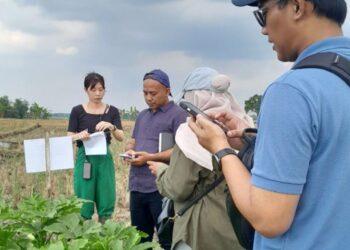 Diam-diam Dilirik Jepang Tanaman Okra Blora Tembus Pasar Internasional