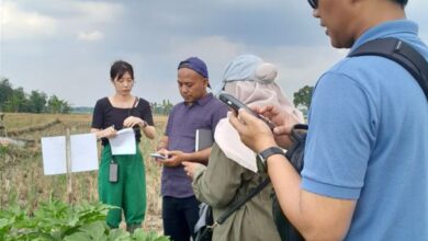Diam-diam Dilirik Jepang Tanaman Okra Blora Tembus Pasar Internasional