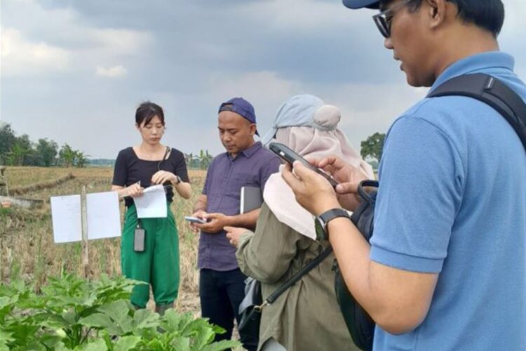 Diam-diam Dilirik Jepang Tanaman Okra Blora Tembus Pasar Internasional