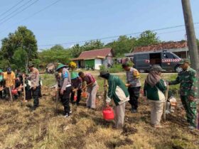 Jaga Ketahanan Pangan Nasional Polsek Cepu Bersama Mahasiswa Unugiri Bojonegoro Tanam Jagung di Desa Cabean