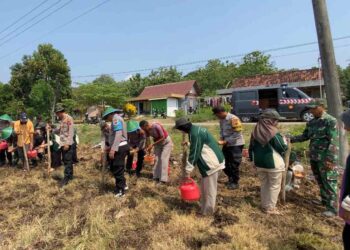 Jaga Ketahanan Pangan Nasional Polsek Cepu Bersama Mahasiswa Unugiri Bojonegoro Tanam Jagung di Desa Cabean