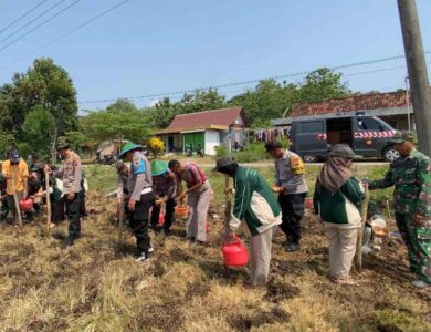 Jaga Ketahanan Pangan Nasional Polsek Cepu Bersama Mahasiswa Unugiri Bojonegoro Tanam Jagung di Desa Cabean