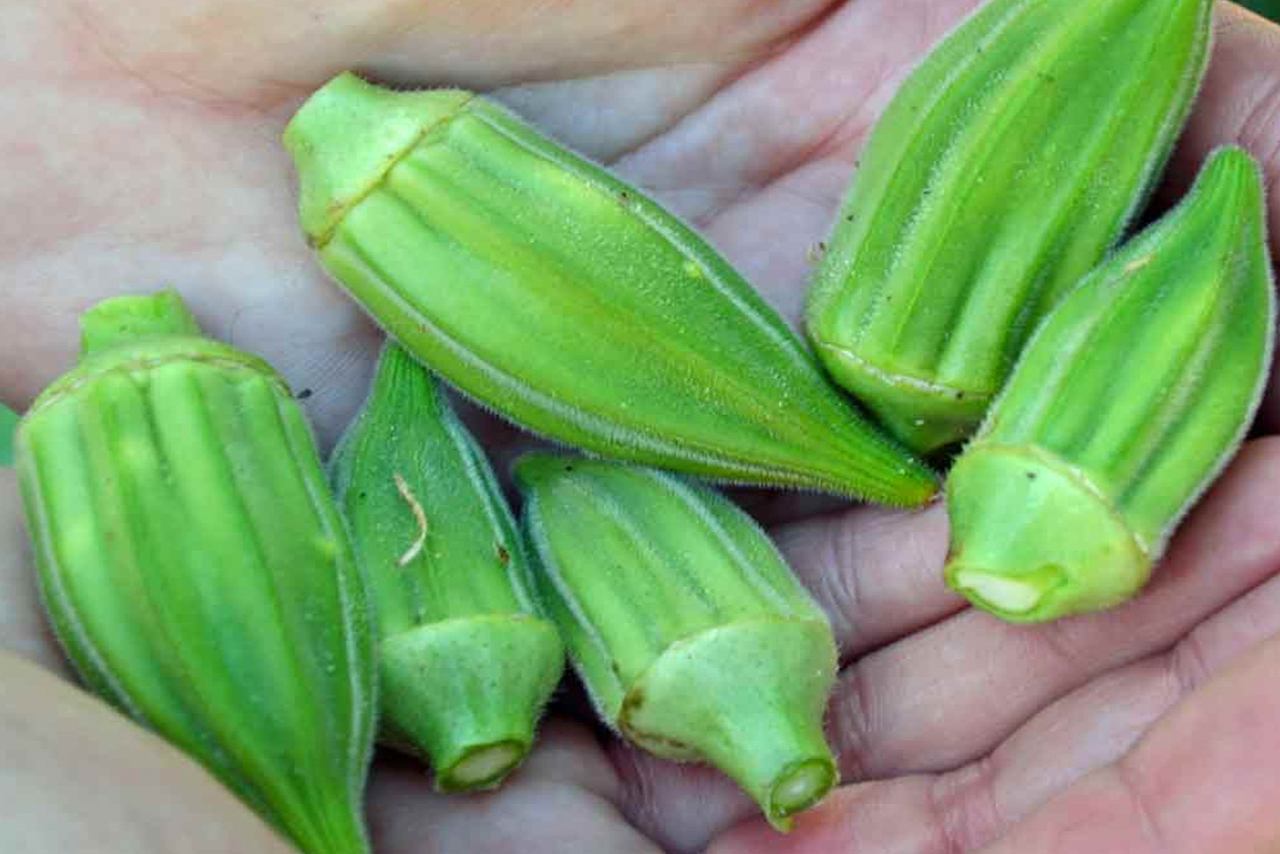 Okra Kerdil