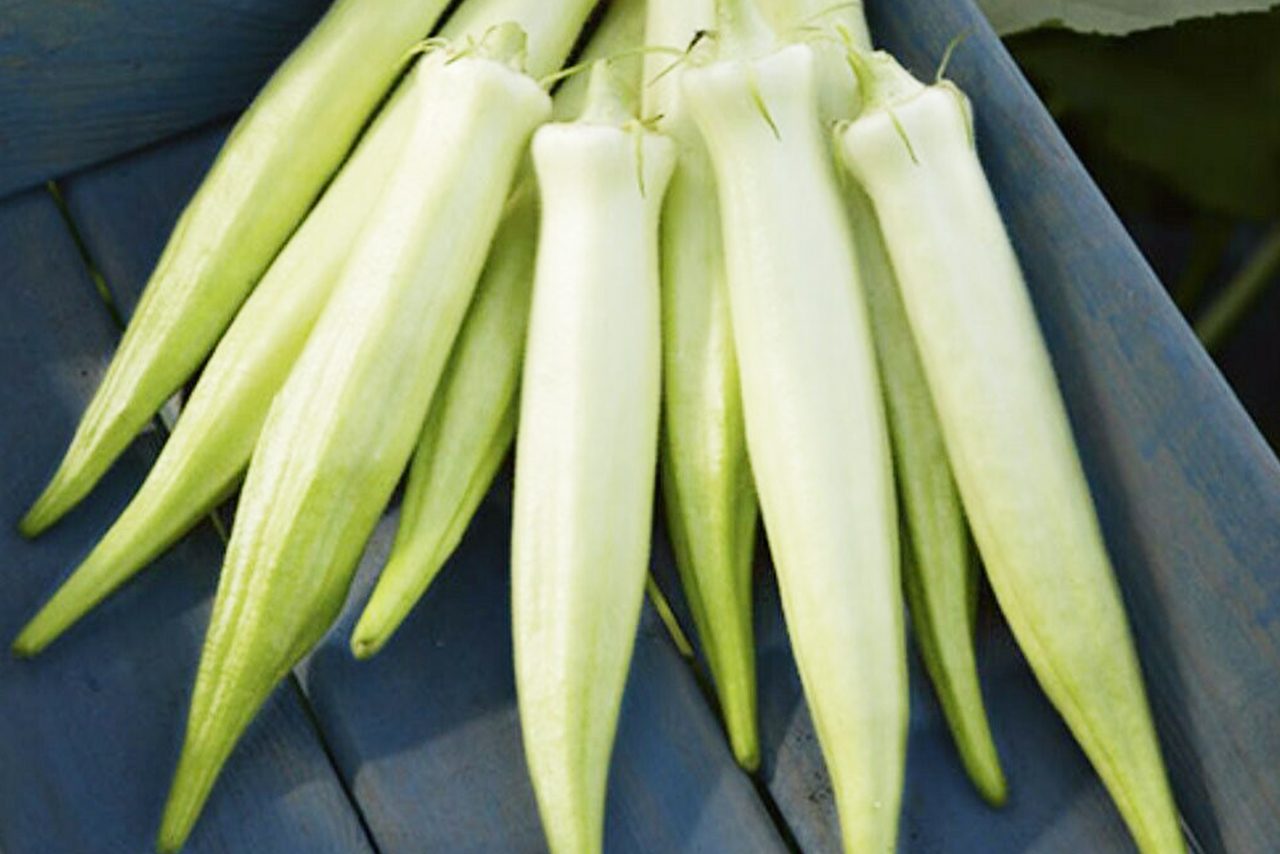 Okra Putih