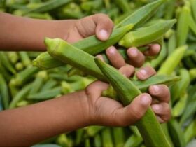 Peluang Cuan Budidaya Tanaman Okra Swalayan Global Butuh Pasokan Besar