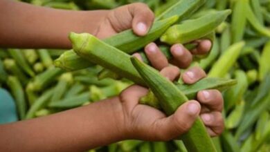 Peluang Cuan Budidaya Tanaman Okra Swalayan Global Butuh Pasokan Besar