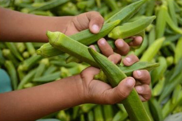 Peluang Cuan Budidaya Tanaman Okra Swalayan Global Butuh Pasokan Besar