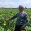 Petani Okra Blora Cuan Besar Budidaya Tanaman Okra Blora Dilirik Jepang