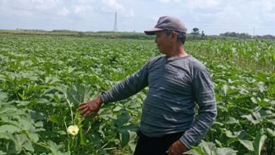 Petani Okra Blora Cuan Besar Budidaya Tanaman Okra Blora Dilirik Jepang