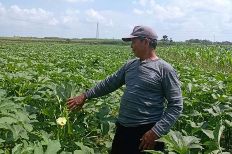 Petani Okra Blora Cuan Besar Budidaya Tanaman Okra Blora Dilirik Jepang
