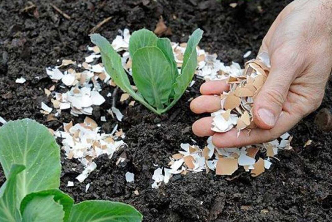 Sumber Kalsium Untuk Tanaman Khasiat Kulit Telur yang Jarang Diketahui