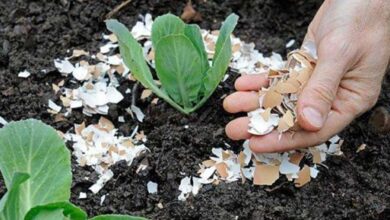 Sumber Kalsium Untuk Tanaman Khasiat Kulit Telur yang Jarang Diketahui