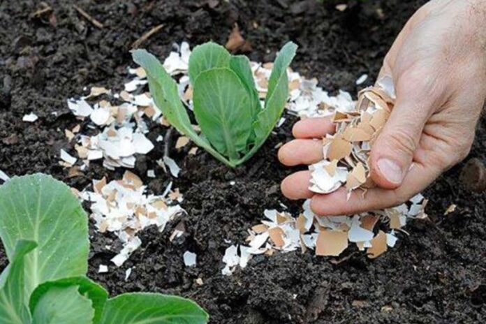 sumber-kalsium-untuk-tanaman-khasiat-kulit-telur-yang-jarang-diketahui Sumber Kalsium Untuk Tanaman Khasiat Kulit Telur yang Jarang Diketahui