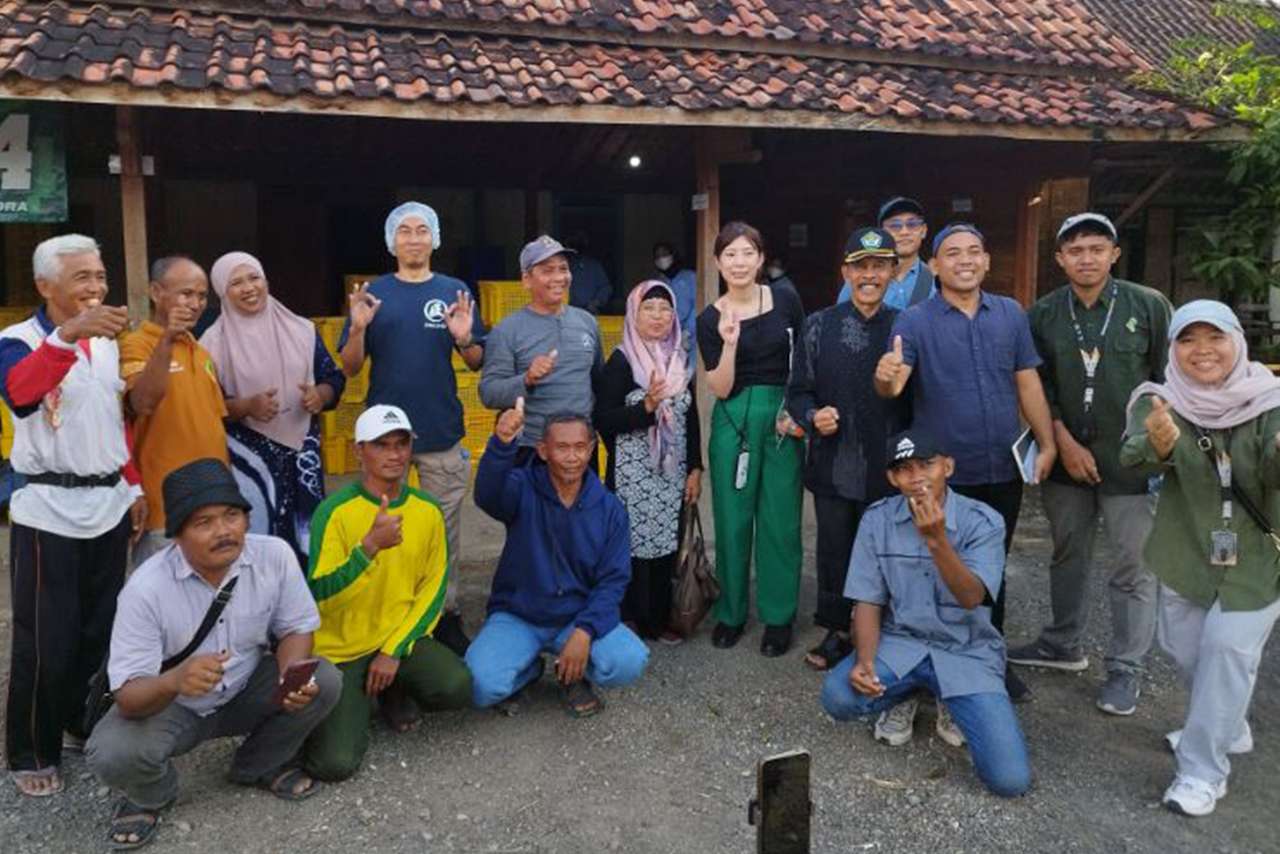 Tanaman Okra Blora Tembus Pasar Internasional