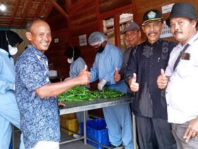 Tembus Pasar Global Inilah Alasan Tanaman Okra Blora Punya Kualitas Terbaik